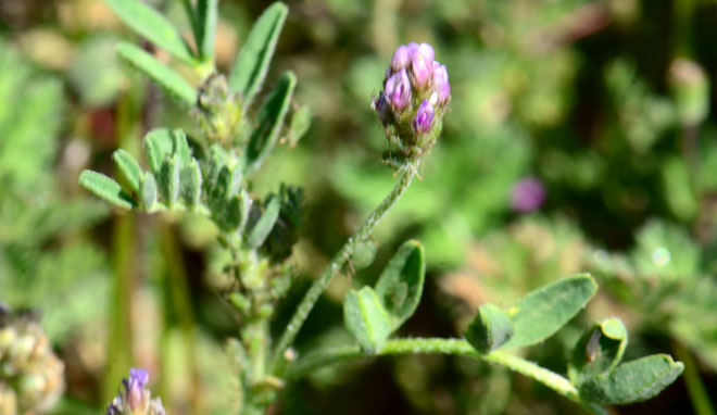 Astragalus didymocarpus, Dwarf White Milkvetch, Southwest Desert Flora